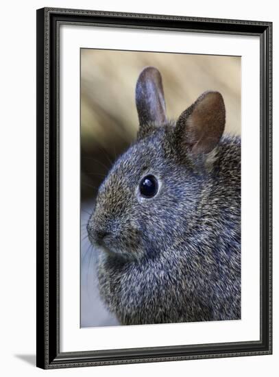 Volcano Rabbit (Romerolagus Diazi) Mexico City, September. Captive, Critically Endangered Species-Claudio Contreras-Framed Photographic Print