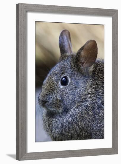 Volcano Rabbit (Romerolagus Diazi) Mexico City, September. Captive, Critically Endangered Species-Claudio Contreras-Framed Photographic Print