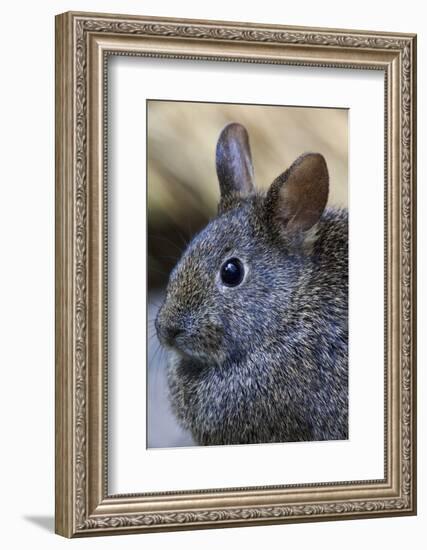 Volcano Rabbit (Romerolagus Diazi) Mexico City, September. Captive, Critically Endangered Species-Claudio Contreras-Framed Photographic Print