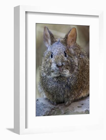 Volcano Rabbit (Romerolagus Diazi) Mexico City, September. Captive, Critically Endangered Species-Claudio Contreras-Framed Photographic Print