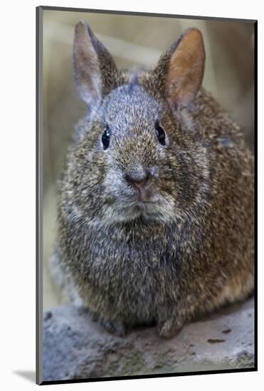 Volcano Rabbit (Romerolagus Diazi) Mexico City, September. Captive, Critically Endangered Species-Claudio Contreras-Mounted Photographic Print