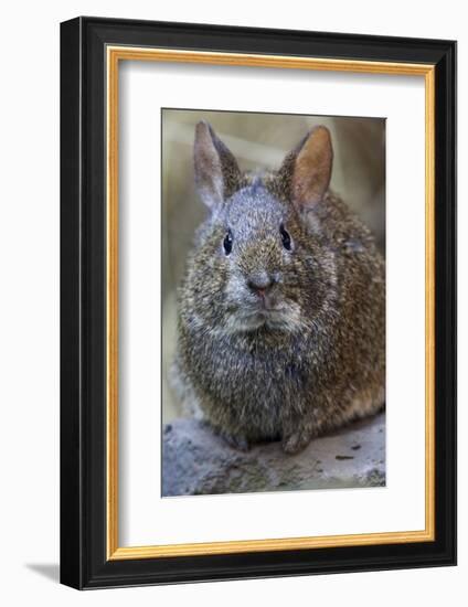 Volcano Rabbit (Romerolagus Diazi) Mexico City, September. Captive, Critically Endangered Species-Claudio Contreras-Framed Photographic Print