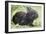 Volcano Rabbit (Romerolagus Diazi) Milpa Alta Forest-Claudio Contreras Koob-Framed Photographic Print