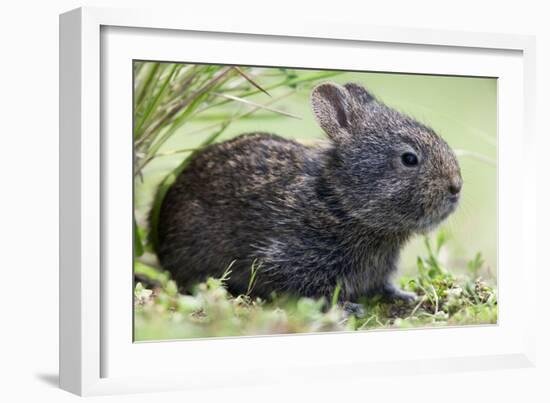 Volcano Rabbit (Romerolagus Diazi) Milpa Alta Forest-Claudio Contreras Koob-Framed Photographic Print