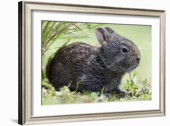 Volcano Rabbit (Romerolagus Diazi) Milpa Alta Forest-Claudio Contreras Koob-Framed Photographic Print