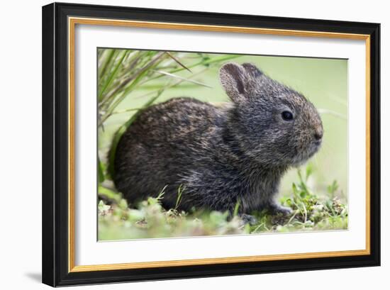 Volcano Rabbit (Romerolagus Diazi) Milpa Alta Forest-Claudio Contreras Koob-Framed Photographic Print