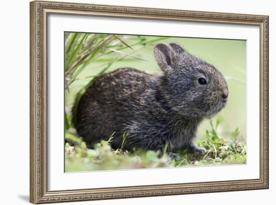 Volcano Rabbit (Romerolagus Diazi) Milpa Alta Forest-Claudio Contreras Koob-Framed Photographic Print