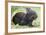 Volcano Rabbit (Romerolagus Diazi) Milpa Alta Forest-Claudio Contreras Koob-Framed Photographic Print