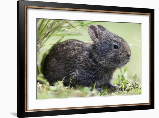 Volcano Rabbit (Romerolagus Diazi) Milpa Alta Forest-Claudio Contreras Koob-Framed Photographic Print