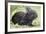 Volcano Rabbit (Romerolagus Diazi) Milpa Alta Forest-Claudio Contreras Koob-Framed Photographic Print