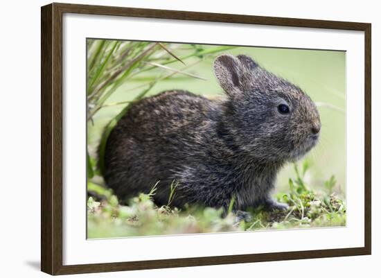 Volcano Rabbit (Romerolagus Diazi) Milpa Alta Forest-Claudio Contreras Koob-Framed Photographic Print