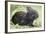 Volcano Rabbit (Romerolagus Diazi) Milpa Alta Forest-Claudio Contreras Koob-Framed Photographic Print