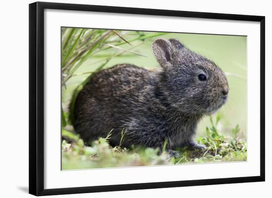 Volcano Rabbit (Romerolagus Diazi) Milpa Alta Forest-Claudio Contreras Koob-Framed Photographic Print