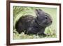 Volcano Rabbit (Romerolagus Diazi) Milpa Alta Forest-Claudio Contreras Koob-Framed Photographic Print
