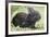 Volcano Rabbit (Romerolagus Diazi) Milpa Alta Forest-Claudio Contreras Koob-Framed Photographic Print