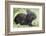 Volcano Rabbit (Romerolagus Diazi) Milpa Alta Forest-Claudio Contreras Koob-Framed Photographic Print