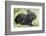 Volcano Rabbit (Romerolagus Diazi) Milpa Alta Forest-Claudio Contreras Koob-Framed Photographic Print