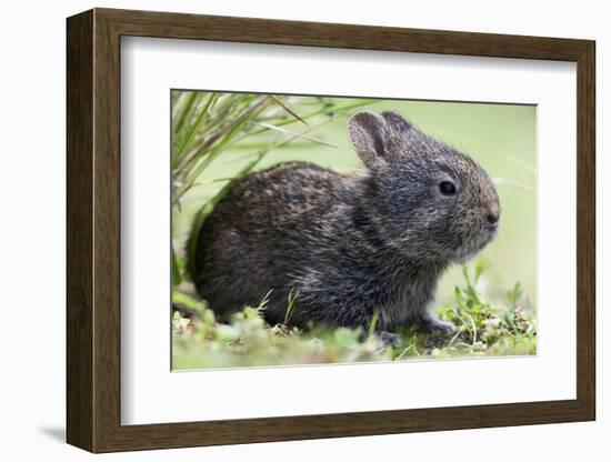 Volcano Rabbit (Romerolagus Diazi) Milpa Alta Forest-Claudio Contreras Koob-Framed Photographic Print