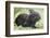 Volcano Rabbit (Romerolagus Diazi) Milpa Alta Forest-Claudio Contreras Koob-Framed Photographic Print