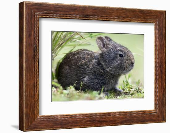 Volcano Rabbit (Romerolagus Diazi) Milpa Alta Forest-Claudio Contreras Koob-Framed Photographic Print