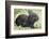 Volcano Rabbit (Romerolagus Diazi) Milpa Alta Forest-Claudio Contreras Koob-Framed Photographic Print