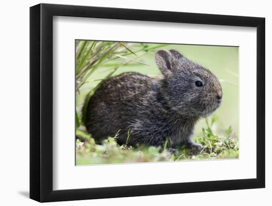 Volcano Rabbit (Romerolagus Diazi) Milpa Alta Forest-Claudio Contreras Koob-Framed Photographic Print