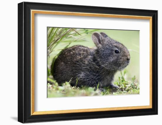 Volcano Rabbit (Romerolagus Diazi) Milpa Alta Forest-Claudio Contreras Koob-Framed Photographic Print