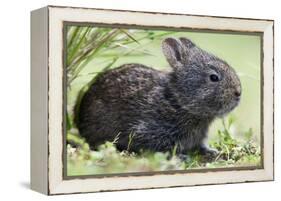 Volcano Rabbit (Romerolagus Diazi) Milpa Alta Forest-Claudio Contreras Koob-Framed Premier Image Canvas