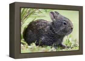 Volcano Rabbit (Romerolagus Diazi) Milpa Alta Forest-Claudio Contreras Koob-Framed Premier Image Canvas