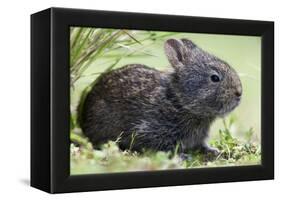 Volcano Rabbit (Romerolagus Diazi) Milpa Alta Forest-Claudio Contreras Koob-Framed Premier Image Canvas
