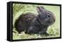 Volcano Rabbit (Romerolagus Diazi) Milpa Alta Forest-Claudio Contreras Koob-Framed Premier Image Canvas