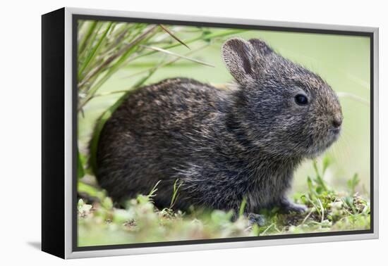 Volcano Rabbit (Romerolagus Diazi) Milpa Alta Forest-Claudio Contreras Koob-Framed Premier Image Canvas