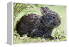 Volcano Rabbit (Romerolagus Diazi) Milpa Alta Forest-Claudio Contreras Koob-Framed Premier Image Canvas