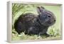 Volcano Rabbit (Romerolagus Diazi) Milpa Alta Forest-Claudio Contreras Koob-Framed Premier Image Canvas