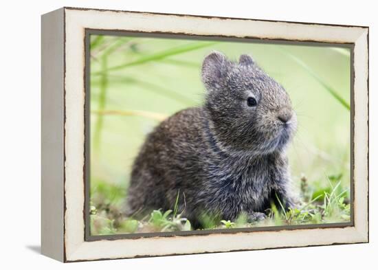 Volcano Rabbit (Romerolagus Diazi) Milpa Alta Forest-Claudio Contreras Koob-Framed Premier Image Canvas