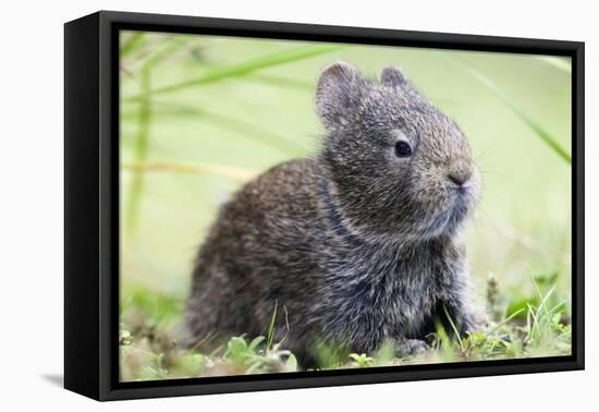 Volcano Rabbit (Romerolagus Diazi) Milpa Alta Forest-Claudio Contreras Koob-Framed Premier Image Canvas