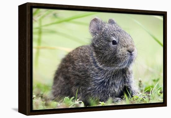 Volcano Rabbit (Romerolagus Diazi) Milpa Alta Forest-Claudio Contreras Koob-Framed Premier Image Canvas