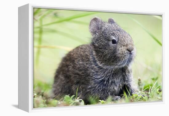 Volcano Rabbit (Romerolagus Diazi) Milpa Alta Forest-Claudio Contreras Koob-Framed Premier Image Canvas