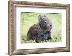 Volcano Rabbit (Romerolagus Diazi) Milpa Alta Forest-Claudio Contreras Koob-Framed Photographic Print
