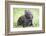 Volcano Rabbit (Romerolagus Diazi) Milpa Alta Forest-Claudio Contreras Koob-Framed Photographic Print