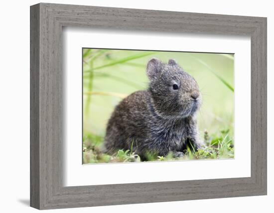 Volcano Rabbit (Romerolagus Diazi) Milpa Alta Forest-Claudio Contreras Koob-Framed Photographic Print