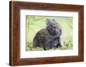 Volcano Rabbit (Romerolagus Diazi) Milpa Alta Forest-Claudio Contreras Koob-Framed Photographic Print