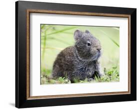 Volcano Rabbit (Romerolagus Diazi) Milpa Alta Forest-Claudio Contreras Koob-Framed Photographic Print