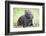 Volcano Rabbit (Romerolagus Diazi) Milpa Alta Forest-Claudio Contreras Koob-Framed Photographic Print