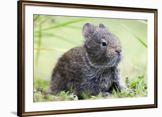 Volcano Rabbit (Romerolagus Diazi) Milpa Alta Forest-Claudio Contreras Koob-Framed Photographic Print