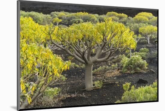 Volcano Scenery at the Pico De Tablas, Island La Palma, Canary Islands, Spain-Rainer Mirau-Mounted Photographic Print