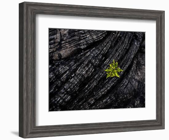 Volcanoes National Park, Hawaii: a Fern Stands in Stark Contrast to the Hardened Pa'Hoehoe Lava.-Ian Shive-Framed Photographic Print