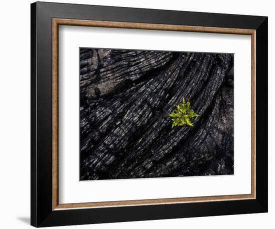 Volcanoes National Park, Hawaii: a Fern Stands in Stark Contrast to the Hardened Pa'Hoehoe Lava.-Ian Shive-Framed Photographic Print