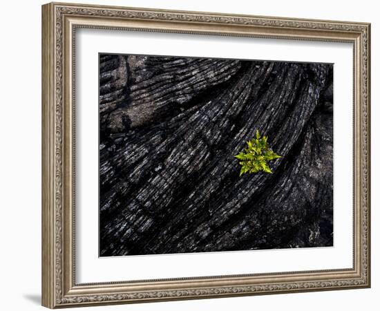 Volcanoes National Park, Hawaii: a Fern Stands in Stark Contrast to the Hardened Pa'Hoehoe Lava.-Ian Shive-Framed Photographic Print