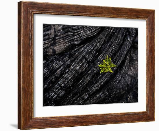 Volcanoes National Park, Hawaii: a Fern Stands in Stark Contrast to the Hardened Pa'Hoehoe Lava.-Ian Shive-Framed Photographic Print